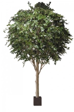 Ficus Benjamina 430cm (tijdelijk uitverkocht)
